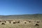 Wildebeest - Ngorongoro Crater, Tanzania, Africa