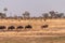 Wildebeest in the Okavango Delta