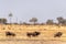 Wildebeest in the Okavango Delta