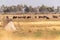 Wildebeest in the Okavango Delta