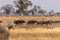 Wildebeest in the Okavango Delta