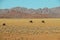 Wildebeest and Oryx gazella or gemsbok in de Namib Desert near Solitaire in Namibia