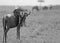 Wildebeest on the plains of the masai mara