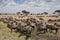 Wildebeest on the plains of the Masai Mara, Kenya