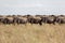 Wildebeest on the plains of the Masai Mara, Kenya, Africa