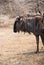 Wildebeest portrait