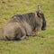 A Wildebeest rests on the grass at a game park