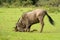 Wildebeest rests head on ground in savannah