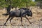 Wildebeest running