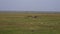Wildebeest Running Fast On Pasture In African Wildlife
