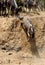 Wildebeest rushing to the Mara river