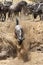 Wildebeest rushing through trench at the bank of Mara river