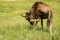 Wildebeest scratching nose