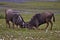 Wildebeest, Serengeti Plains, Tanzania, Africa