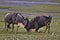 Wildebeest, Serengeti Plains, Tanzania, Africa