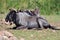 Wildebeest sitting on the grass