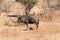 Wildebeest from South Africa, Pilanesberg National Park