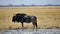 Wildebeest Standing in Makgadikgadi Pan