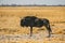 Wildebeest Standing in the Makgadikgadi Pans