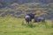 Wildebeest standing on the mountain