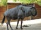 A wildebeest standing on the profile surrounded by vegetation and trees