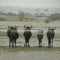 Wildebeest standing in the rain