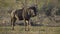 Wildebeest stands alone in the morning