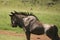 Wildebeest Stretching on Dusty Path