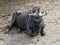 Wildebeest with stripes and curly horns sitting on the ground in the zoo