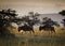 Wildebeest at sunrise