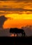 Wildebeest at sunset