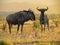 Wildebeest at Sunset in Africa