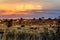 Wildebeest at Sunset - Kgalagadi - Kalahari - South Africa