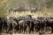 Wildebeest waiting near the Mara river for crossing