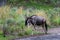 Wildebeest walking around the zoo