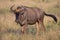 Wildebeest walking through a field in Kruger National Park
