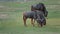 Wildebeest walking on green grass