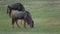 Wildebeest walking on green grass