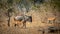 Wildebeest walking with impala as friends, side view