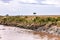 Wildebeest Walking In Mara River Great Migration. Kenya Tanzania Masai Mara National Park Game Reserve In Narok County