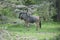 Wildebeest Wild Antelope Gnu