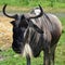 The wildebeest or wildebai,