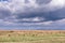 Wildebeest wildlife animals grazing under Lone Trees Rough Roads Savannah grasslands of the Maasai Mara National Game Reserve park