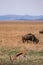 Wildebeest Wildlife Animals Mammals at the savannah grassland wilderness hill shrubs great rift valley maasai mara national