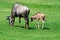 Wildebeest young and Mother