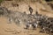 Wildebeest and Zebra along the Mara river, Kenya