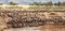 Wildebeest and zebra gather on the banks of the Mara river