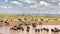 Wildebeest and Zebra Herds in Africa Time Lapse