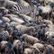 Wildebeest and zebra in the Masai Mara