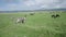 Wildebeest and zebra in Ngorongoro Crater, Tanzania